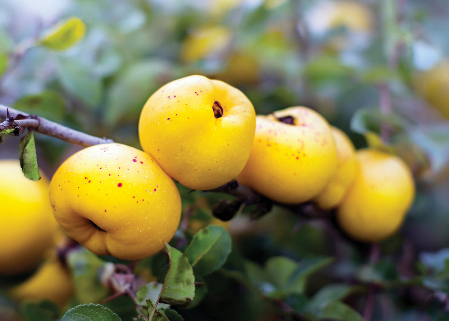 Fresh frozen Japanese quince juice 0.33l x3